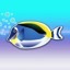 MemoFish!